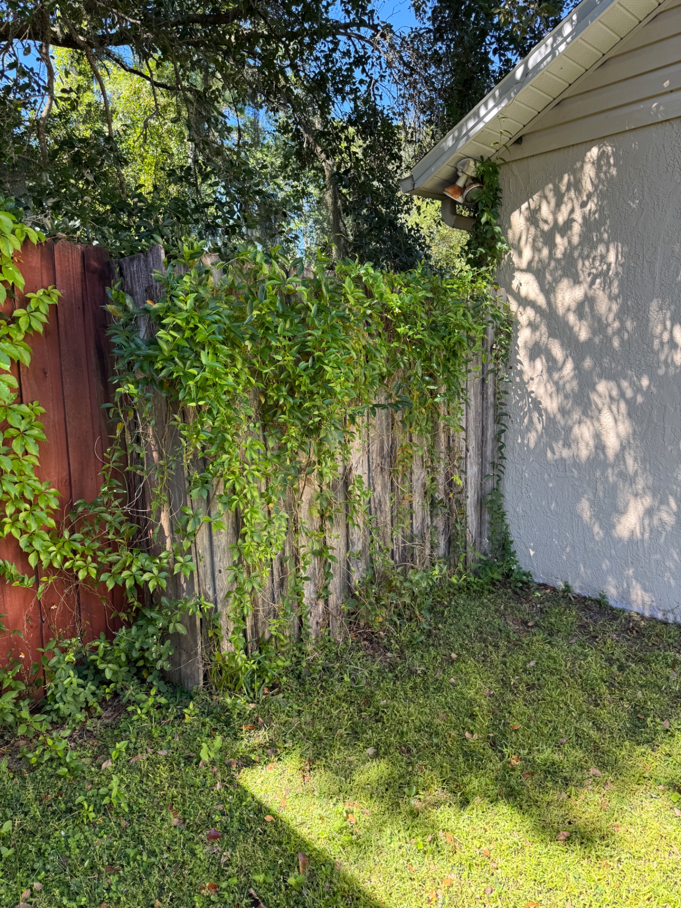 Fence covered in vines and heavy overgrowth before cleanup