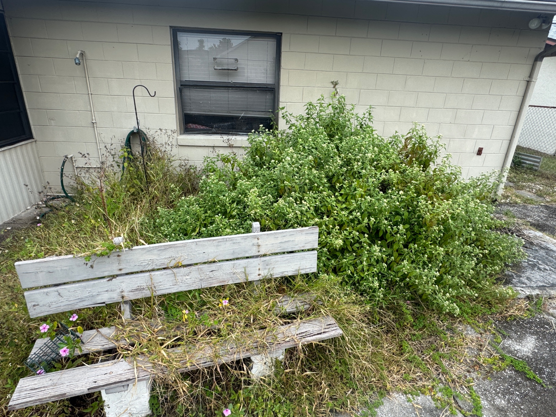 Overgrown side bed beside a house before weed removal and cleanup