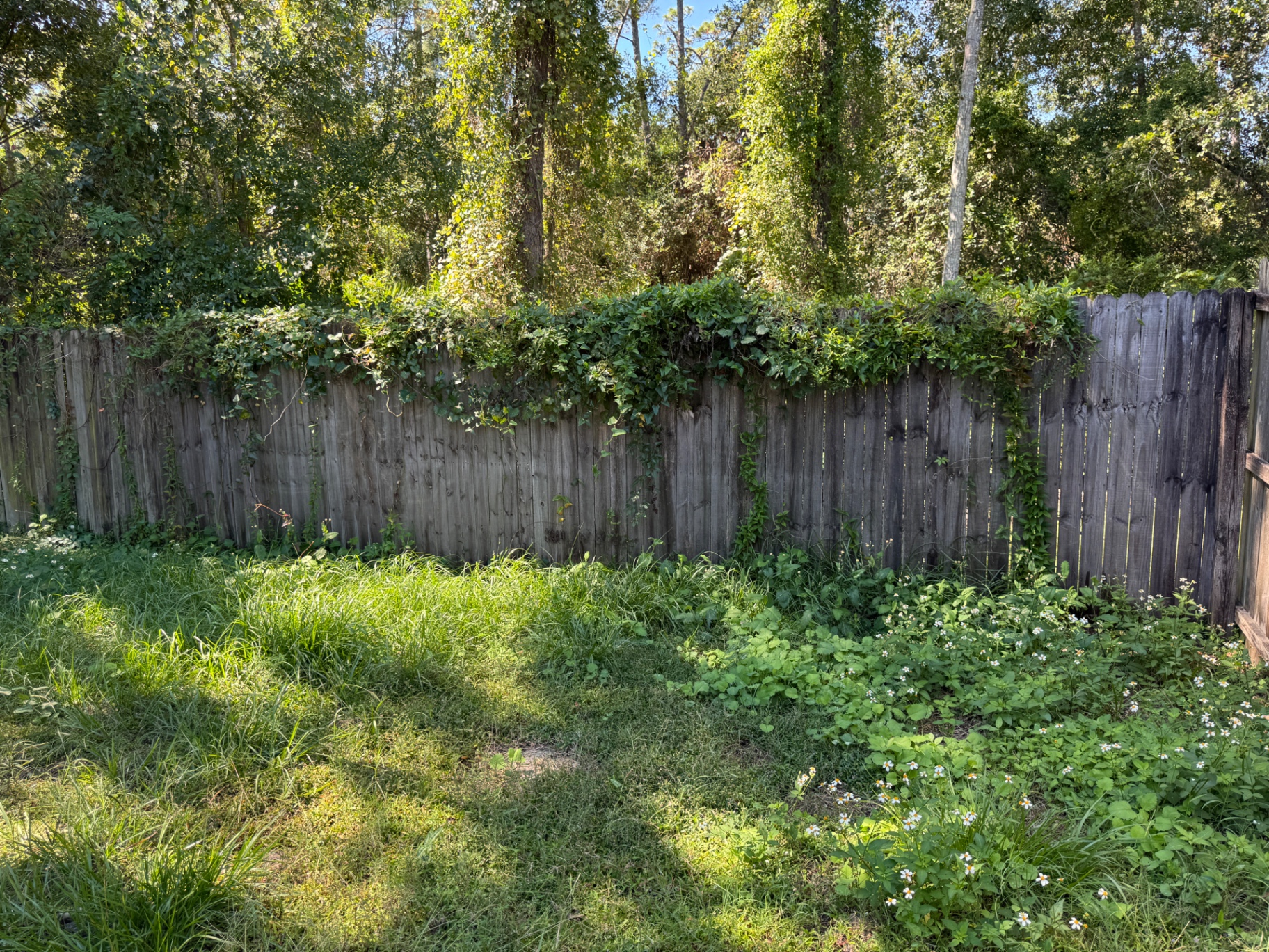 Backyard fence line with overgrowth before mowing and cleanup